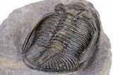 Gorgeous, Multi-Toned Zlichovaspis Trilobite #230346-5